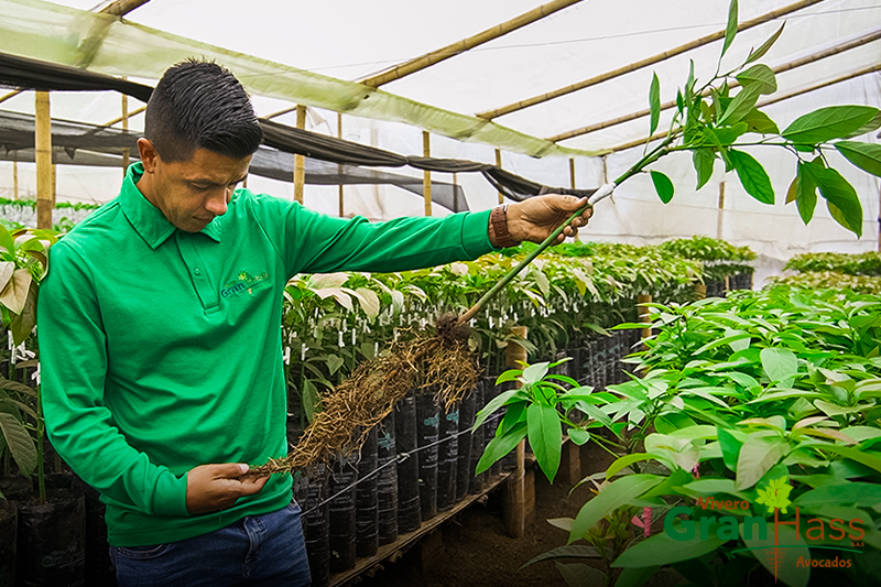 Gerente de Vivero GranHass con semilla de aguacate