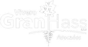 Logotipo Blanco Vivero GranHass Avocados