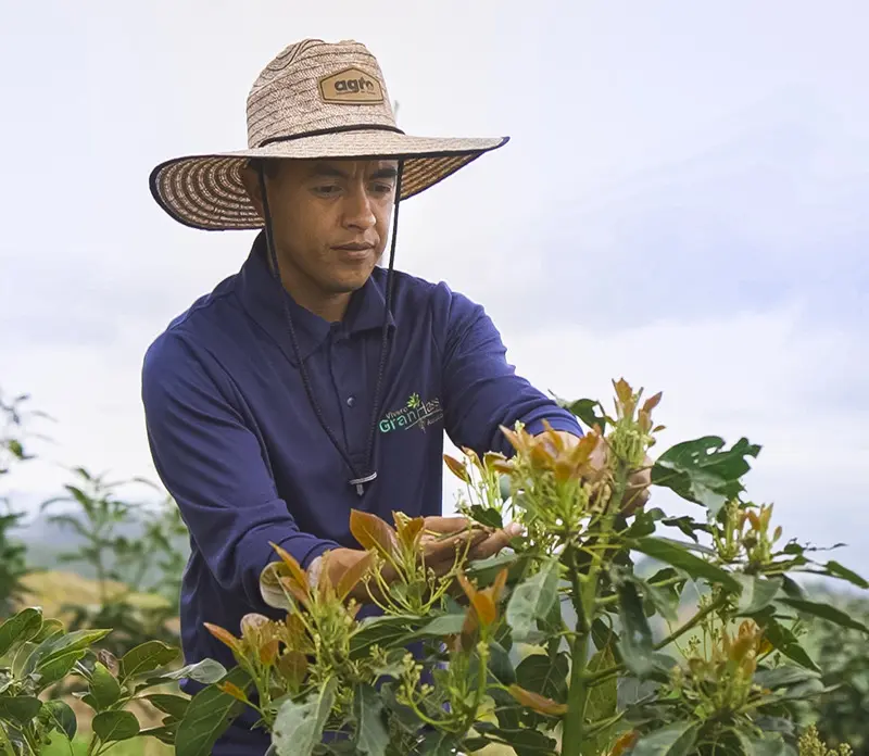 Juan Pablo Fernandez Gerente de Vivero GranHass Avocados