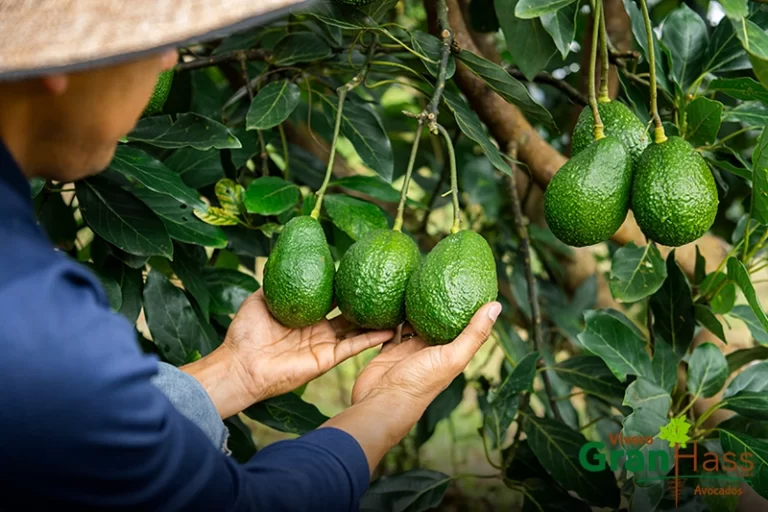 Frutos de agucate Vivero GranHass Avocados