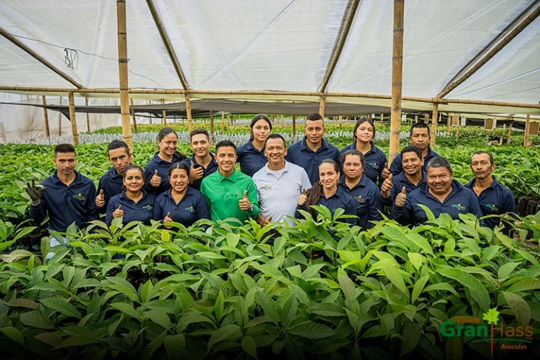 Equipo de Vivero GranHass Avocados